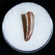Nice Raptor Tooth From Morocco #5177-1